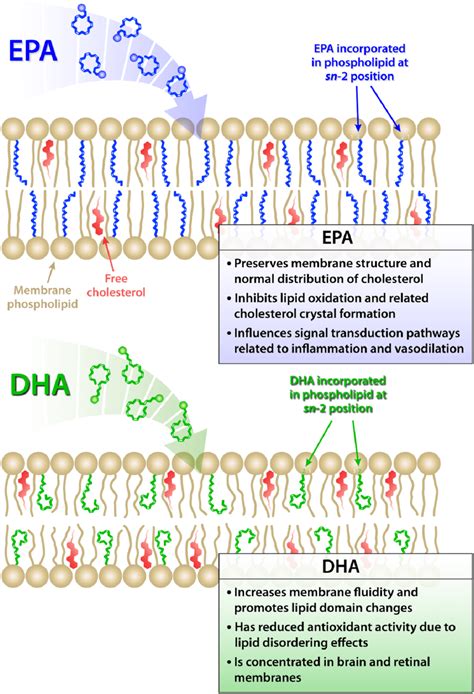 omega 3 and membrane fluidity